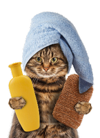 a kitty getting ready for a bath